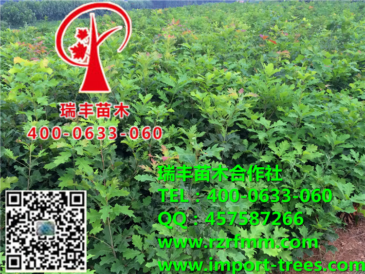 美国红橡树小苗 美国红橡树小苗