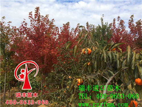 红点红枫 红点红枫