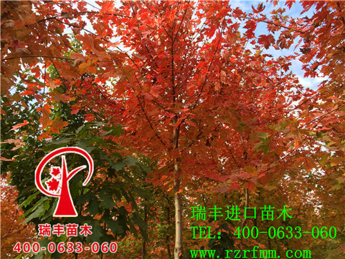 美国红枫秋火焰 美国红枫秋火焰