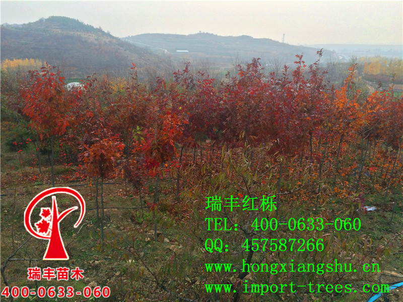 红橡树 红橡树