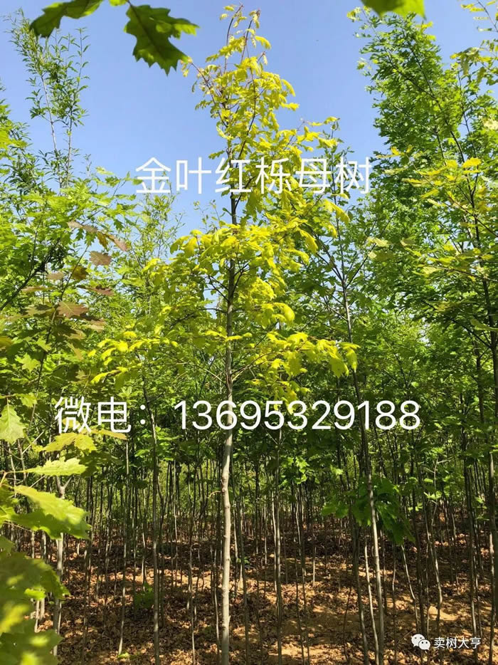 Ҷ